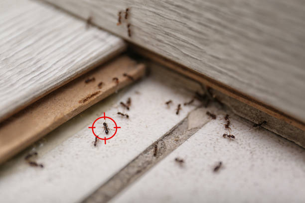 Best Pest Control for Homes  in Carlton, OR