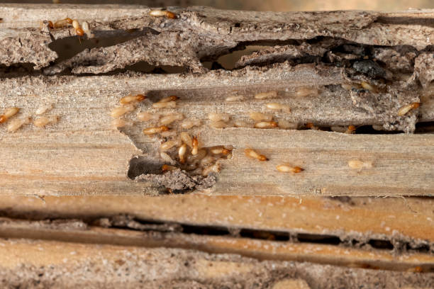 Reliable Carlton, OR Pest Control Solutions