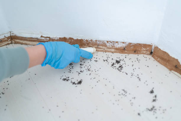 Best Termite Control Services  in Carlton, OR
